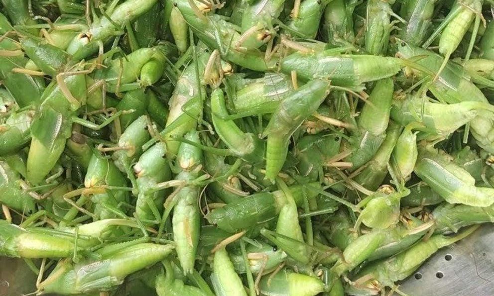 Đặc sản dân dã muồm muỗm gần 1 triệu đồng/kg: Ngon, bổ nhưng khi ăn cần lưu ý 3 điều