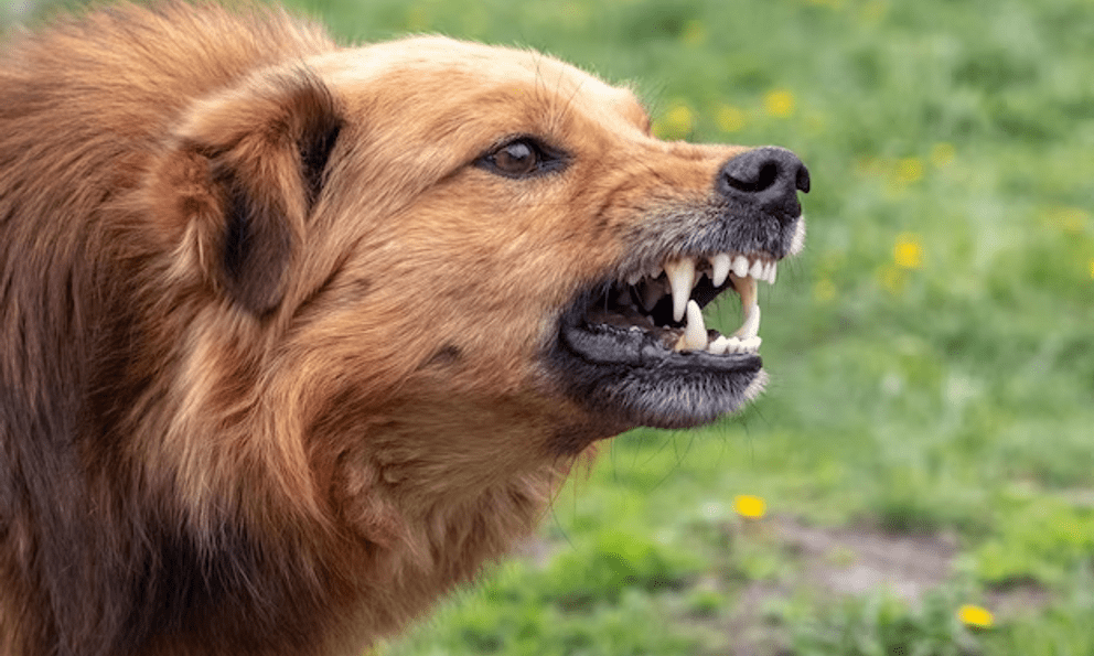 Đang đi dạo, chó Golden bỗng nổi điên lao về phía cậu bé 19 tháng tuổi: Cảnh sau đó ai thấy cũng tái mặt!