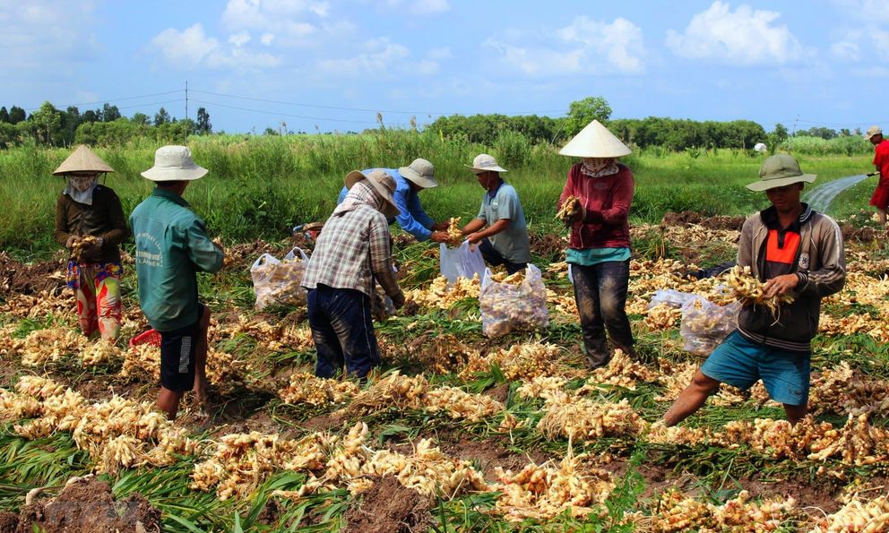 Loại củ giá rẻ của Việt Nam được thế giới săn lùng: Hóa ra cực tốt cho sức khỏe