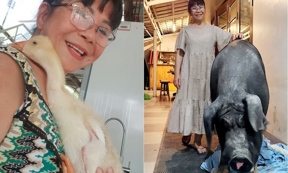 Cuộc sống ở tuổi U70 của nữ ca sĩ Việt nổi tiếng: Dùng cả biệt thự để nuôi lợn gà, chăm như con mọn