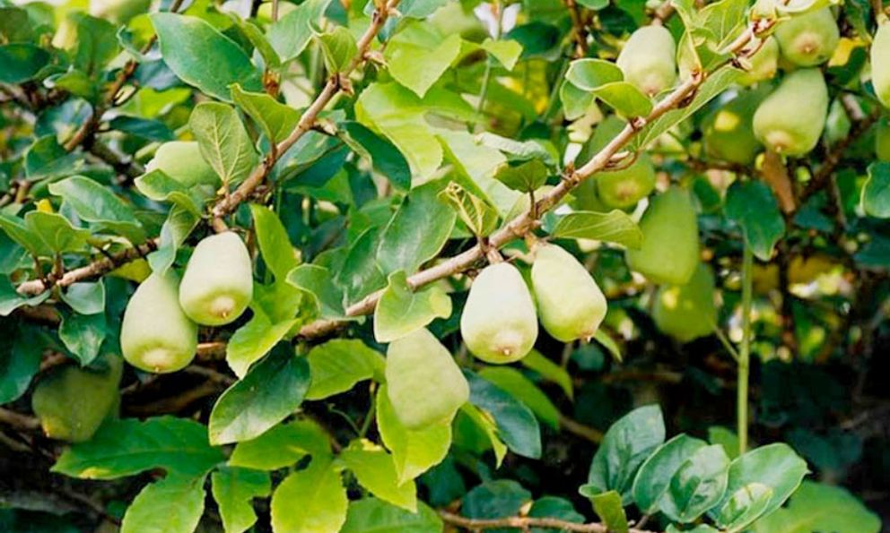 Loại cây mọc dại leo bờ tường chẳng ai ngó, nay được “săn lùng”: Hoá ra cực tốt cho nam giới