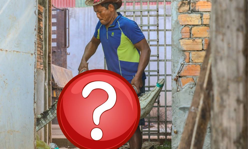 Campuchia tính bán loài bò sát khổng lồ sang thị trường từng chiếm 99% sản lượng xuất khẩu của Việt Nam