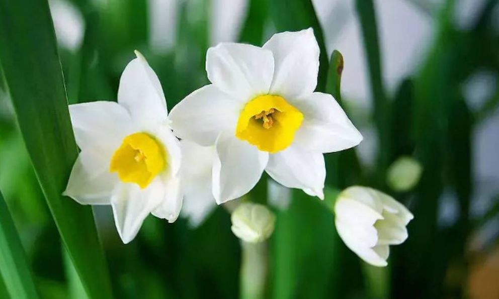 1 loại hoa sang thường chơi vào ngày Tết, có chứa chất độc nhưng ít người biết