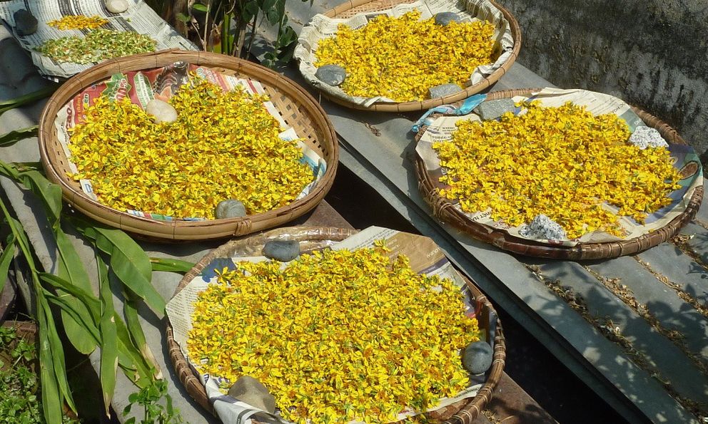 Loài hoa biểu tượng cho giàu sang, phú quý, sau Tết chớ vội vứt đi vì là 'thuốc quý'