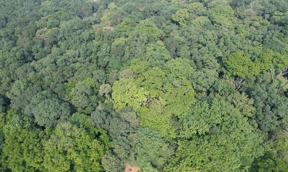 Việt Nam có loại cây 