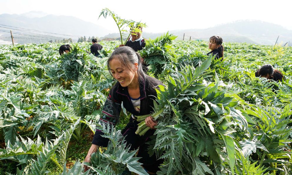 Loại cây nhiều người Việt yêu thích, lá quý như 'vàng xanh', vừa bảo vệ rừng vừa mang về tiền tỷ