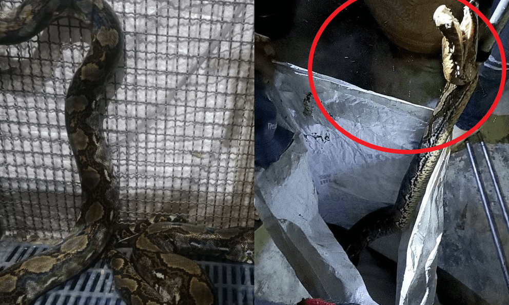 Gọi nhân viên cứu hộ đến nhà để sơ tán trăn khủng, 1 lát sau, chủ nhà bất ngờ chứng kiến cảnh đáng sợ