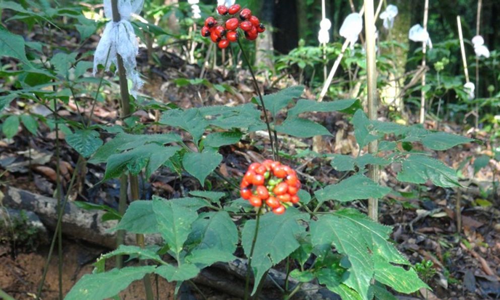 ‘Quốc bảo' chỉ Việt Nam mới có: Đắt đỏ, quý hiếm bậc nhất thế giới, nhắm giấc mơ tỷ đô