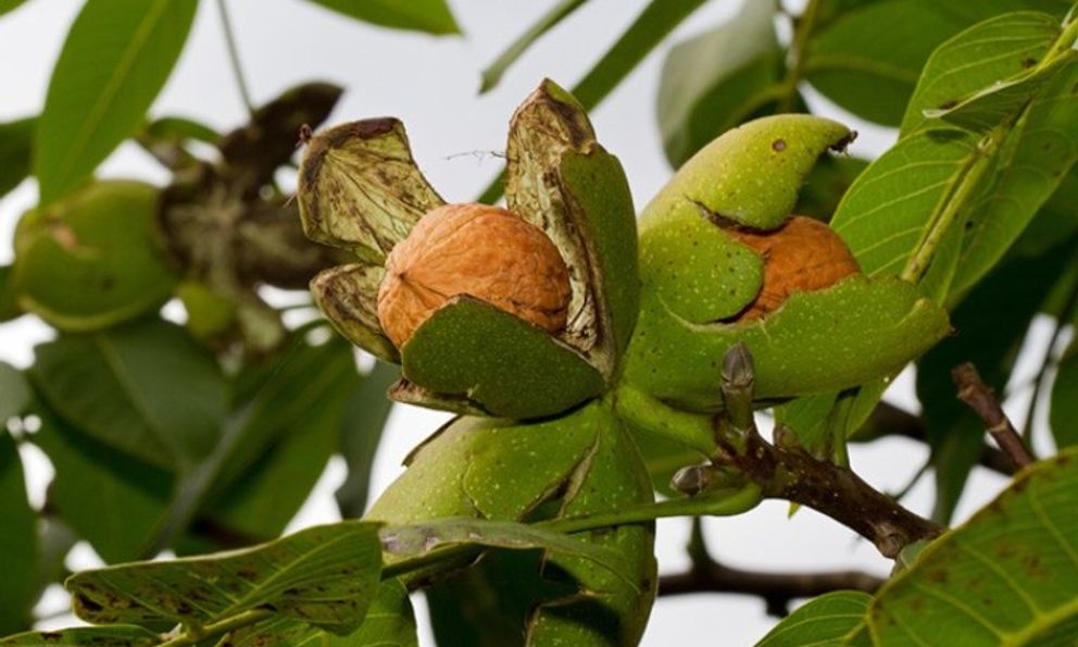 Loại quả Việt Nam có nhiều, được đại danh y ví như 