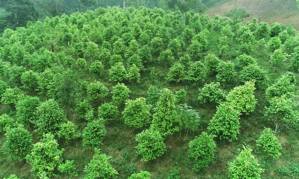 Cây trà giúp huyện nghèo của Việt Nam 