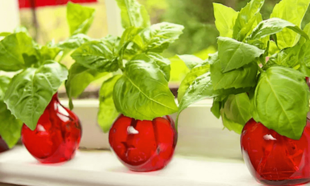 4 loại cây người Việt dễ kiếm, là “máy lọc” không khí tuyệt hảo: Nhà nào cũng nên trồng ít nhất một loại