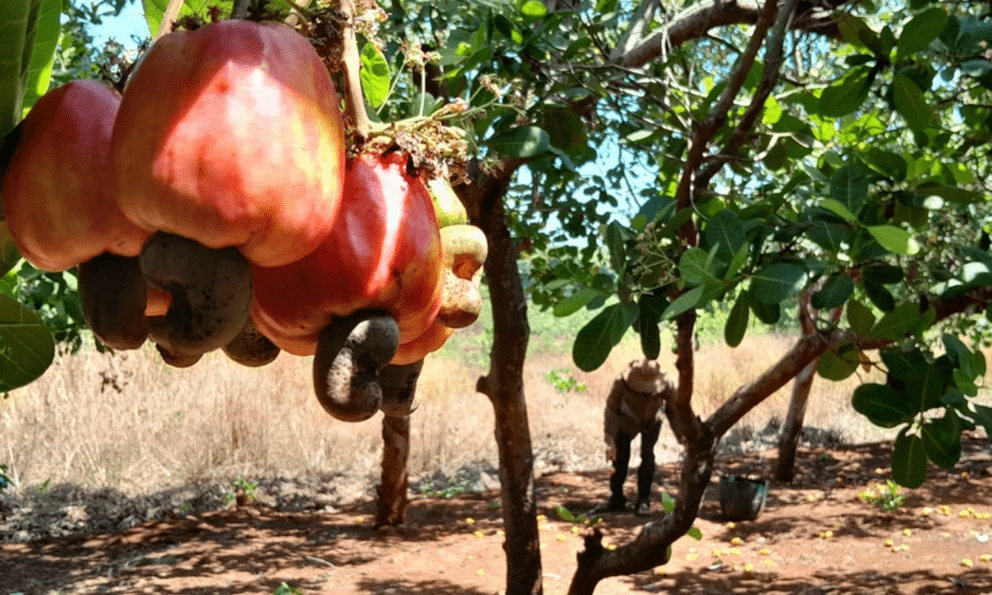 Loại hạt vừa bổ dưỡng, vừa thân thiện môi trường của Việt Nam kiếm hơn 4 tỷ đô: Mỹ, Trung thi nhau mua