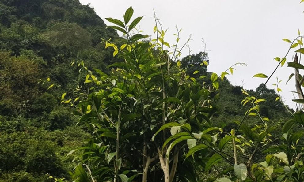 Loại rau từng mọc dại, không ai ngó tới, nay thành đặc sản đắt như thịt: Giúp giữ rừng và làm giàu