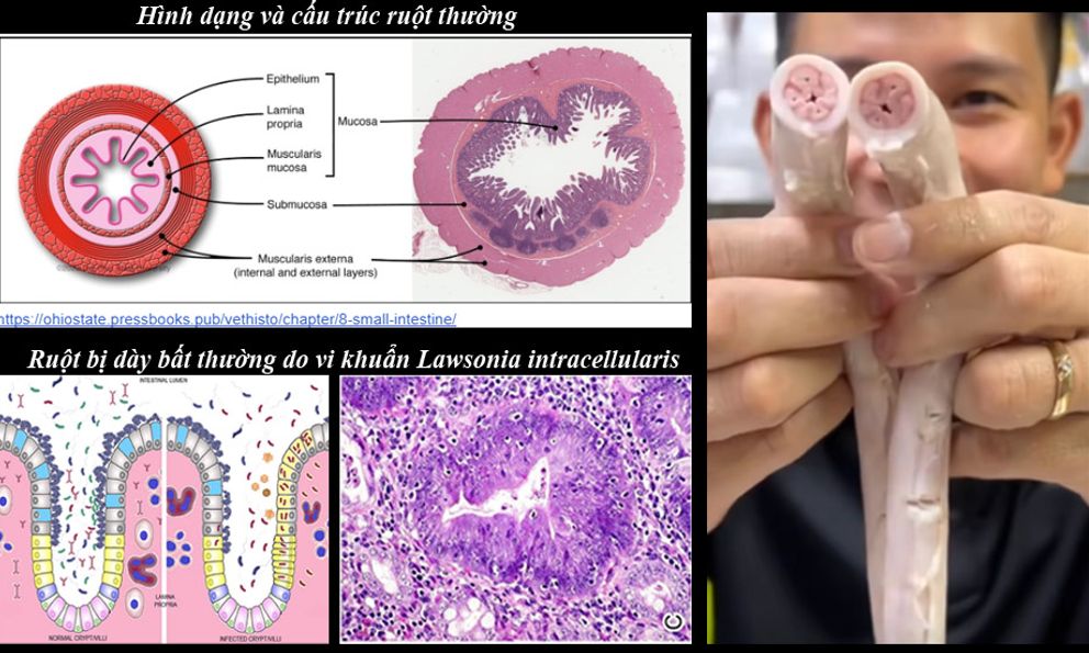 Tiến sĩ Việt tại Mỹ tiết lộ sự thật về lòng xe điếu, cảnh báo 3 nguy cơ 