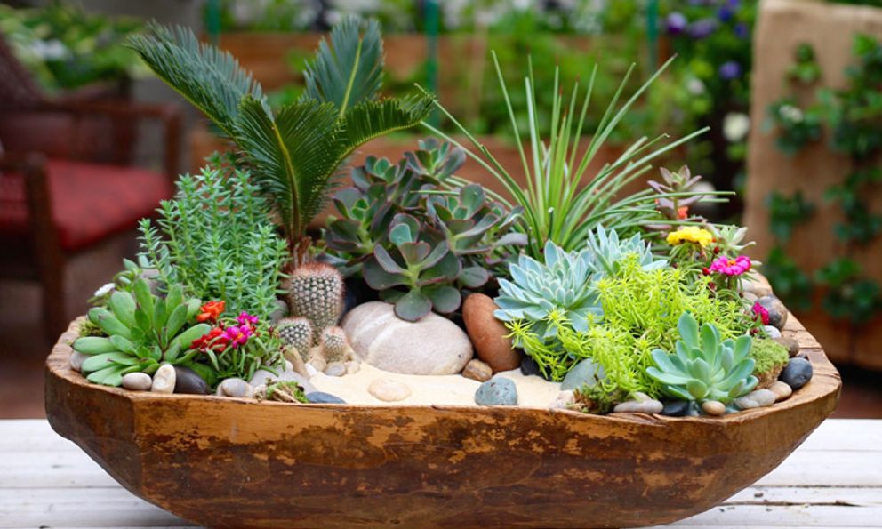 WHO đặc biệt cảnh báo 1 nguy cơ ngay trong nhà: Chuyên gia khuyên trồng loại cây giá rẻ này để 