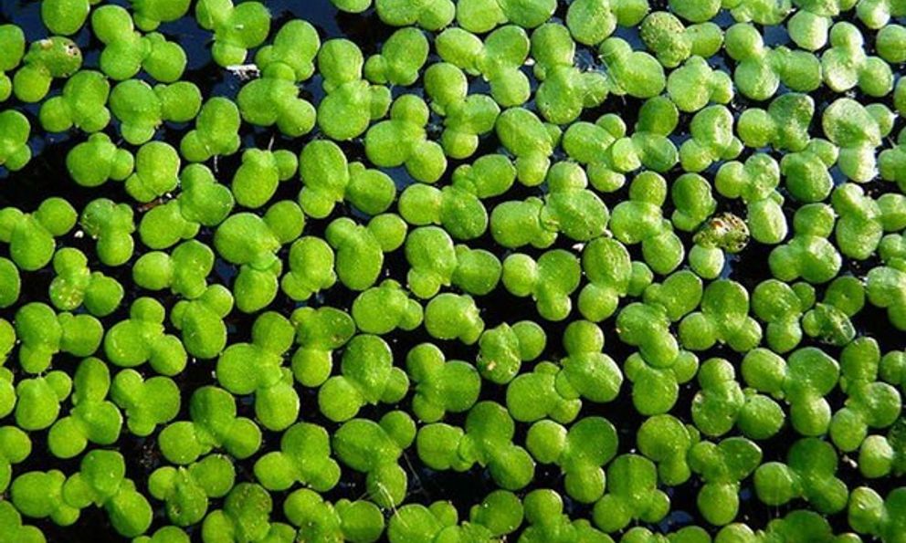 Loại rau người Việt dùng nuôi lợn, gà hóa ra có thể 