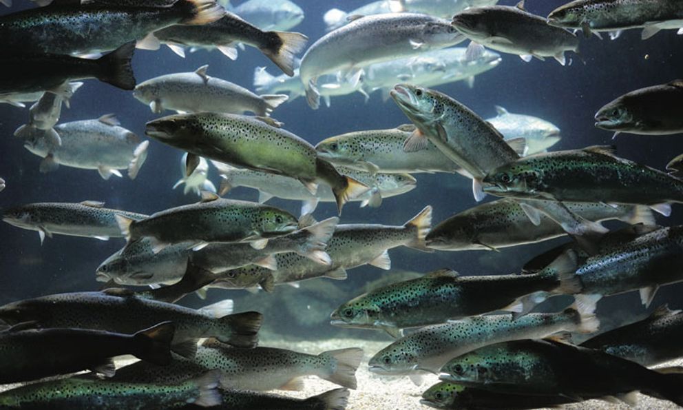 Chuyện lạ có thật: Một nước nuôi cá hồi bằng... khí thải, 