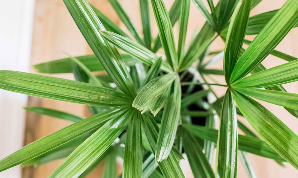 Chỉ cần trồng trong nhà, loại cây này sẽ âm thầm “nuốt” bụi mịn, lọc khí độc mỗi ngày