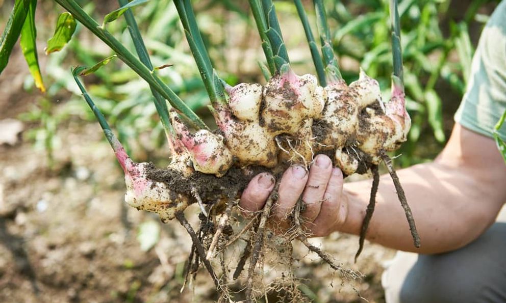 ‘Mỏ vàng’ nông nghiệp bền vững: Gia vị Việt Nam kiếm gần 40 triệu đô, chinh phục thị trường số 1 thế giới