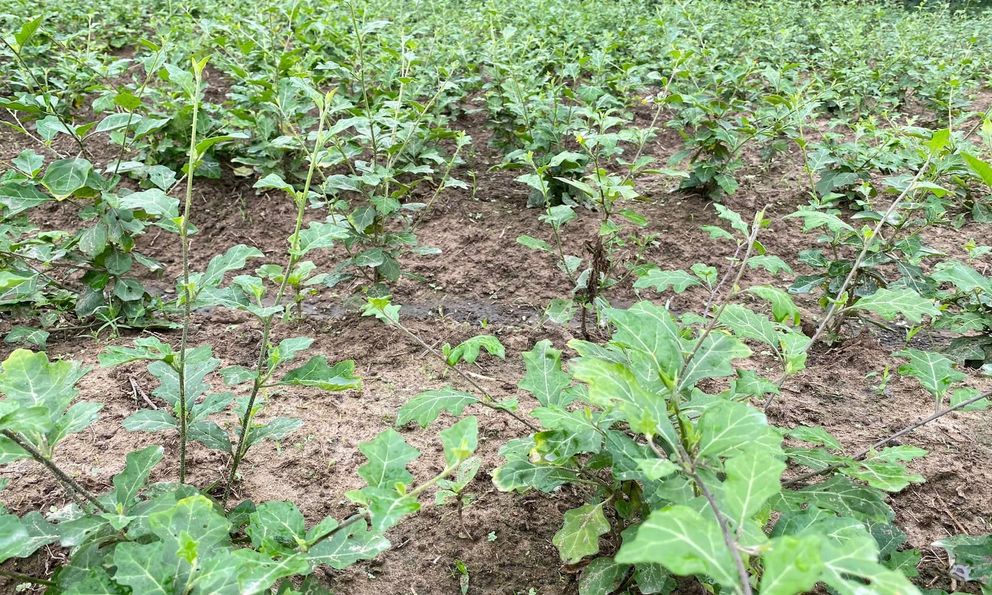 Loại cây dại xưa không ai ngó, nay hóa “vàng xanh”: Chữa bệnh gan cực tốt, đã được Bộ Y tế công nhận