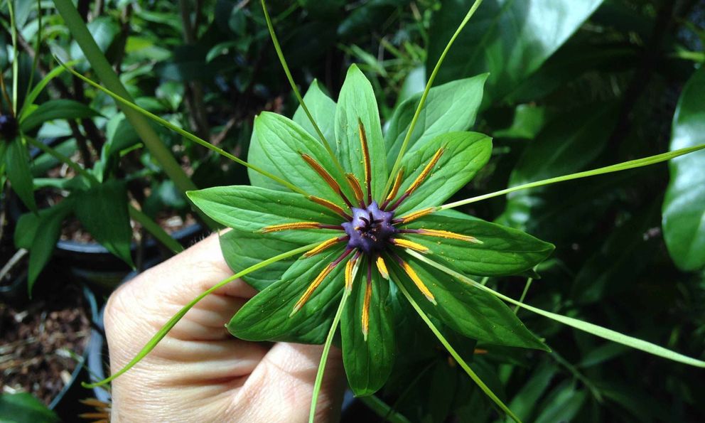 Phát hiện “kho báu sống” ẩn mình dưới tán rừng Quảng Trị: Rắn độc thấy là tránh xa