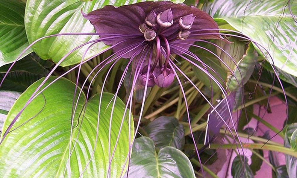 Cây dại ở Việt Nam, thương lái Trung Quốc “săn lùng” thấy là mua: Rễ có giá gần triệu đồng/kg