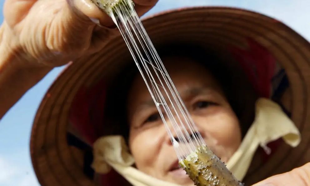 Thứ Việt Nam từng coi là phế phẩm bỏ đi: Trở thành mặt hàng quý hiếm, đắt đỏ bậc nhất thế giới, 1m tới 30 triệu đồng