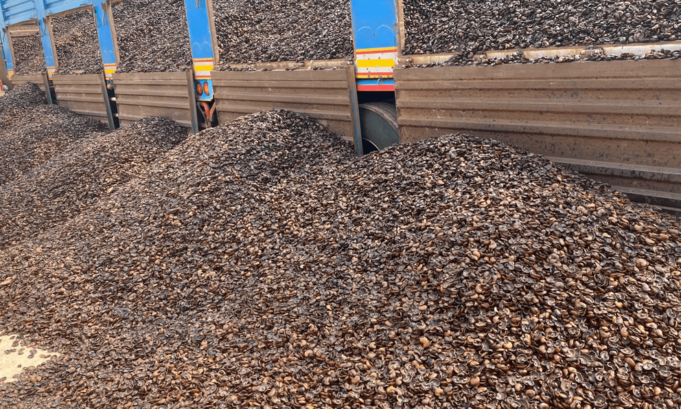 Từng bị coi là rác, một loại vỏ hạt của Việt Nam nay được thế giới săn đón, hóa ‘mỏ vàng’ trăm triệu USD