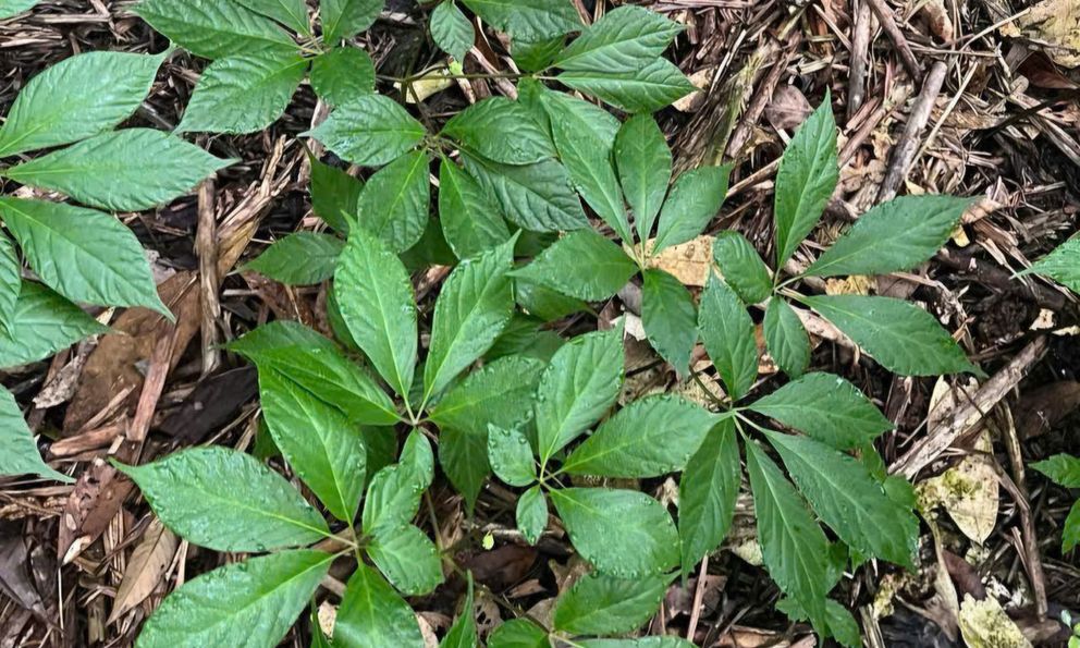 Loại cây chỉ có ở Việt Nam, được coi là “quốc bảo”, củ có giá hàng trăm triệu đồng: Có thể phòng ung thư