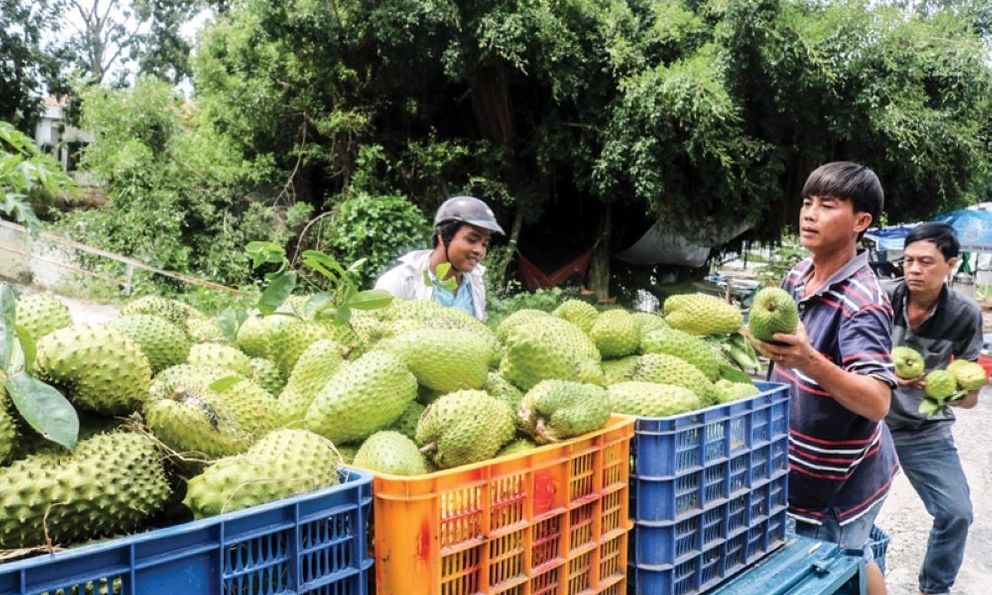 Việt Nam sở hữu loài cây “đổi đời” nông dân thu tiền tỷ mỗi năm