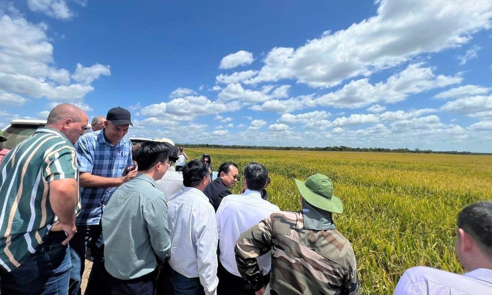 Một giống lúa của Việt Nam đang “gây bão” ở Cuba