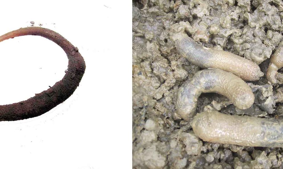 Báu vật của Cần Giờ đang cạn kiệt