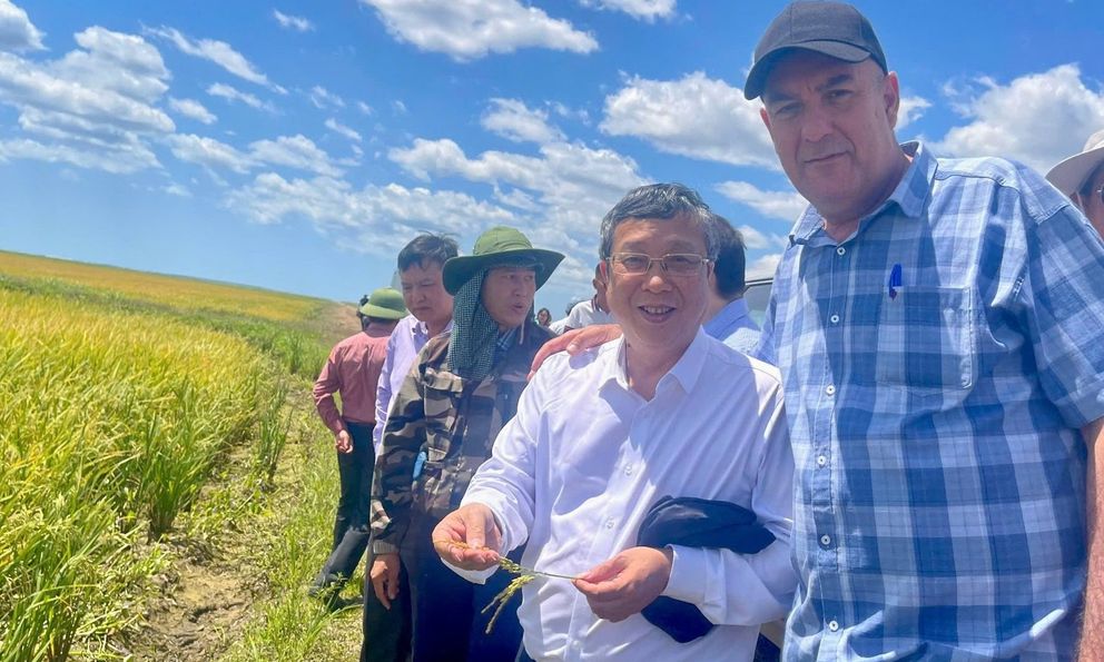 Giống lúa của Việt Nam 