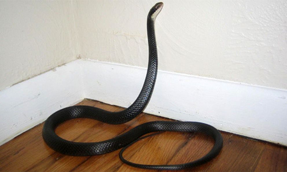 Giật mình với những vị trí rắn hay ẩn nấp ngay trong nhà 