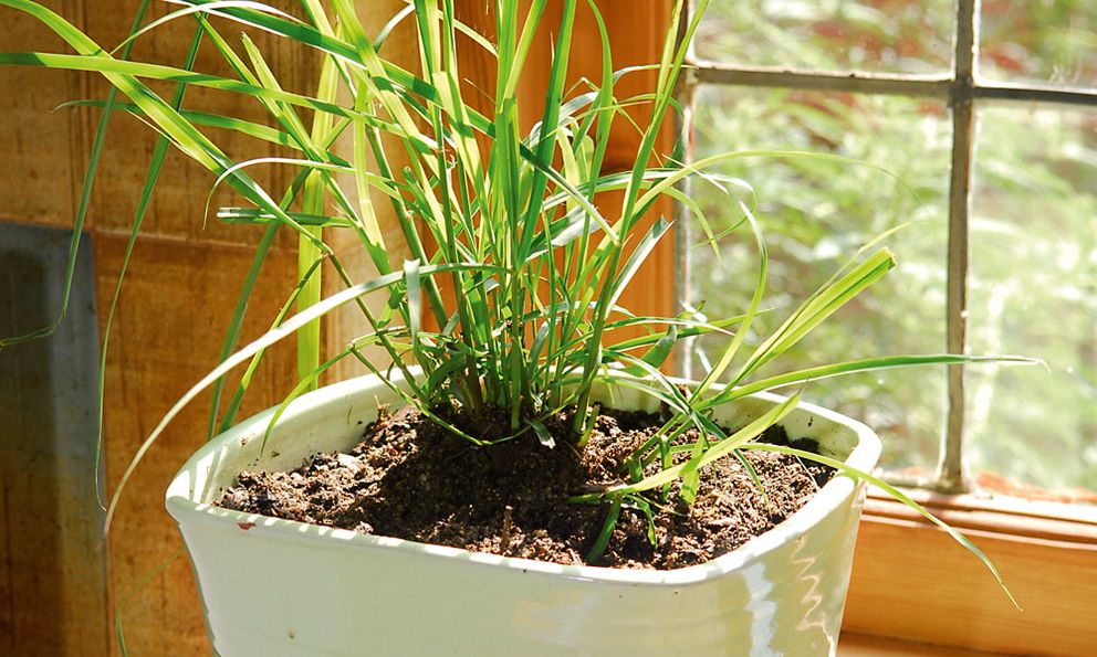 5 loại cây đuổi muỗi hiệu quả, Việt Nam rất sẵn: Mỗi nhà nên trồng 1 cây