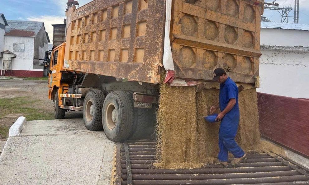 Giống lúa Việt Nam “gây sốt” tại Cuba: Thắm tình anh em!