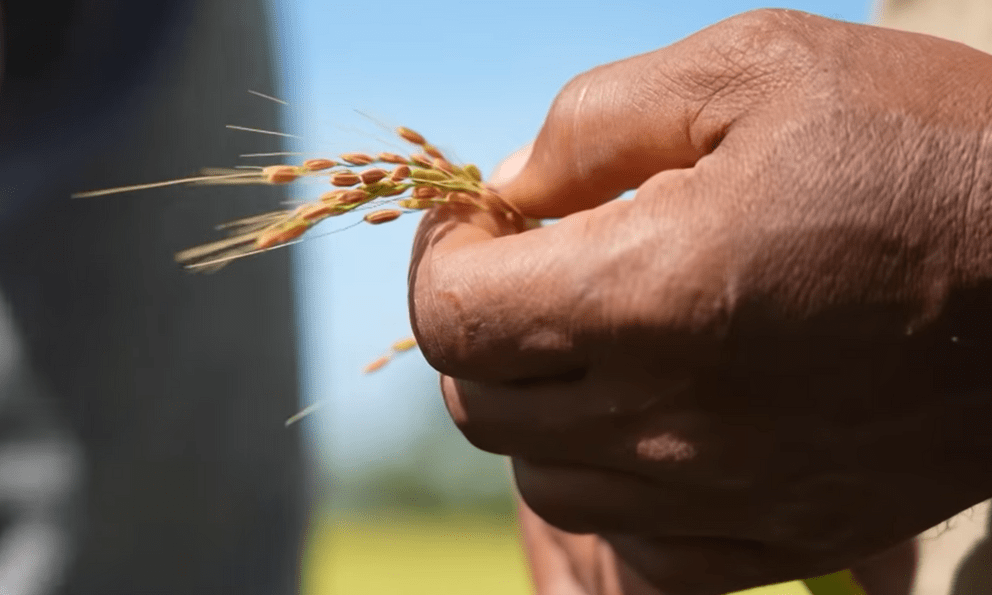 Giống lúa Việt Nam “gây bão” ở Cuba: Người dân nước bạn nói gì?