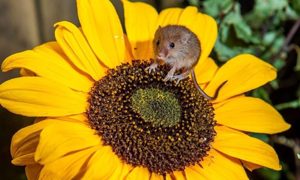 5 loại cây dụ chuột tới nhà, nhiều gia đình trồng mà không biết