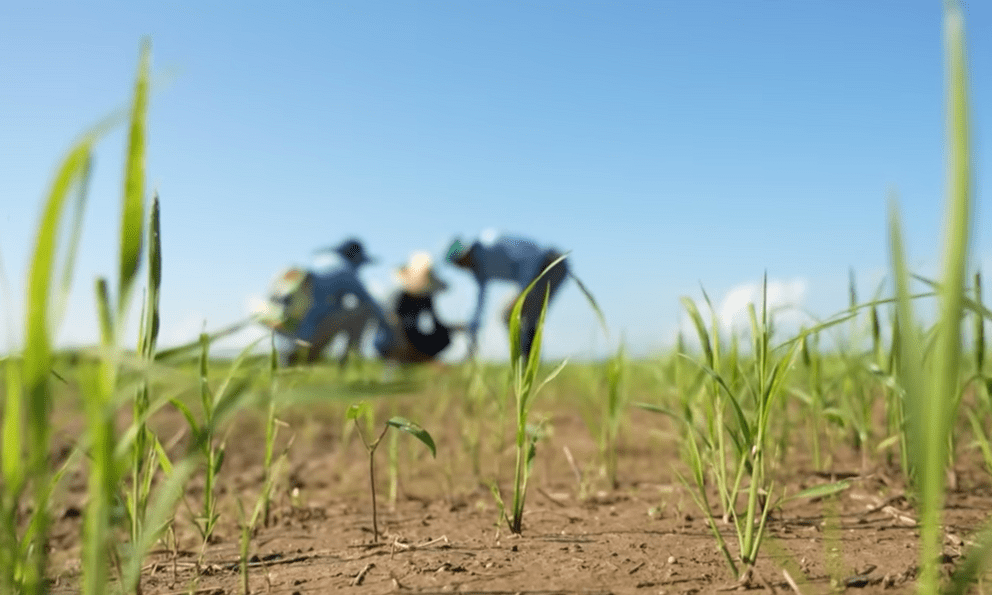 Giống lúa Việt Nam “gây sốt” tại Cuba: Doanh nghiệp Việt tạo “phép màu” tăng 350%, hướng tới 600.000 tấn