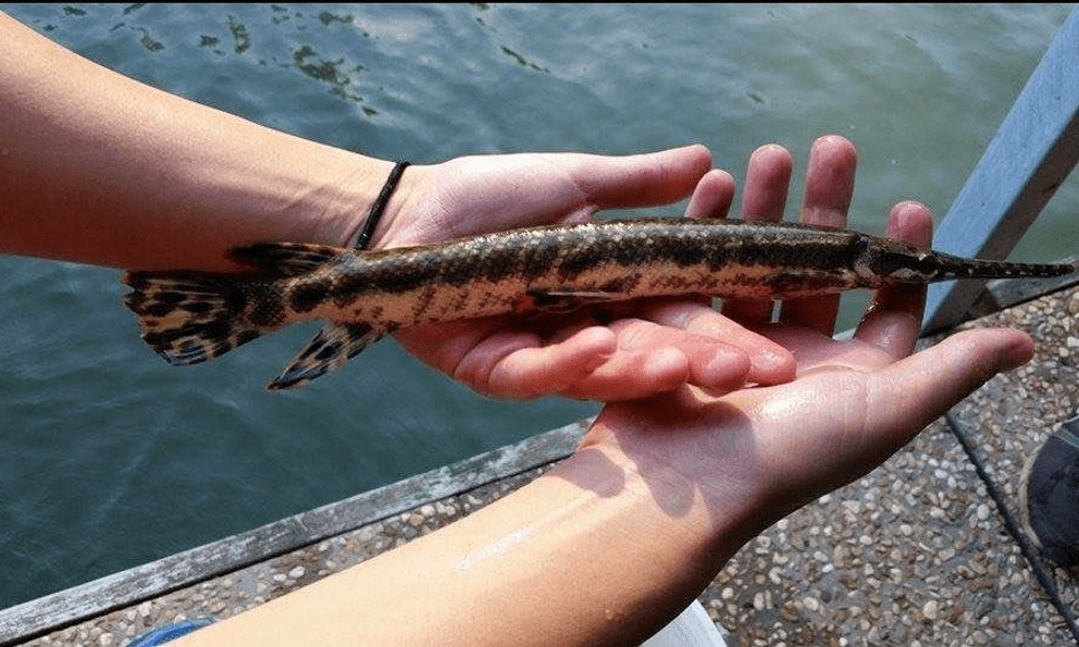 Những bộ phận của cá chứa chất cực độc: Số 1 nhiều người Việt ăn để 