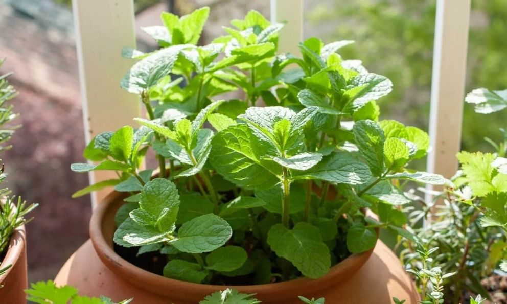 3 loại rau Việt Nam có sẵn, dễ trồng: Đuổi muỗi hiệu quả không ngờ tới