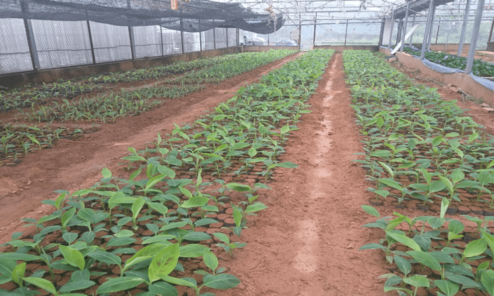 Nông dân đổi đời nhờ loại cây được thương lái săn mua từ lá đến quả: Lãi gần 1 tỷ/năm