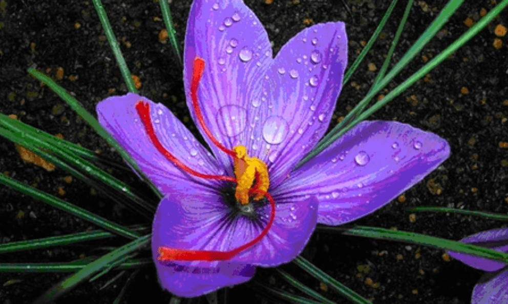 Loại cây cho nhụy hoa đắt bậc nhất hành tinh, Việt Nam trồng thành công: Cực tốt cho sức khỏe