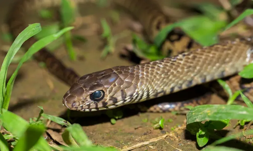 5 loại rắn thường bò vào nhà: Ai cũng nên biết để tránh nguy hiểm