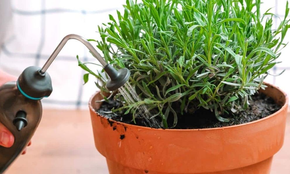 5 loại cây quen thuộc dễ trồng, vừa đuổi muỗi - ruồi, vừa lọc không khí trong nhà