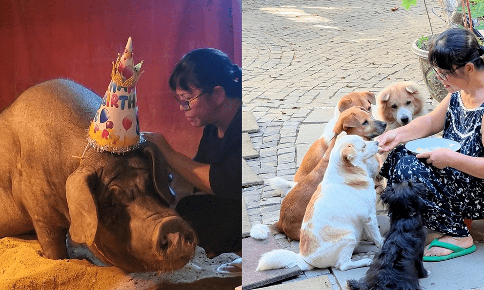 Nữ ca sĩ dùng biệt thự 500 m2 nuôi heo, chó, gà, ngỗng, làm cả sinh nhật cho thú cưng: U70 nhiều bệnh