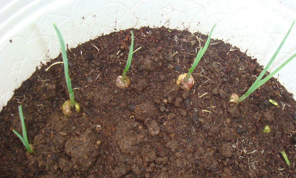 5 loại cây vừa xua đuổi rắn vừa làm thuốc: Nhiều gia đình Việt trồng mà không biết hết công dụng