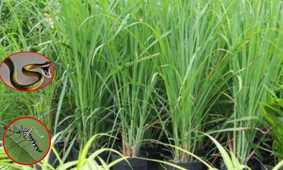 Cả muỗi lẫn rắn đều “khiếp sợ” loại cây này, nhà trồng càng nhiều càng an tâm