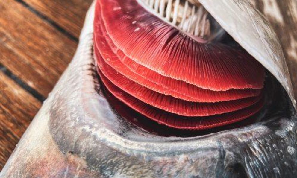 3 bộ phận của cá rẻ mấy cũng không nên ăn: Ẩn chứa kim loại nặng, ký sinh trùng, thậm chí chất độc