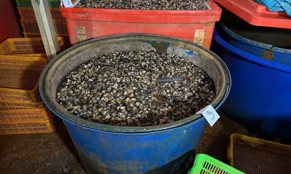 Ốc bươu “ngậm” thủy tinh lỏng nguy hiểm ra sao?